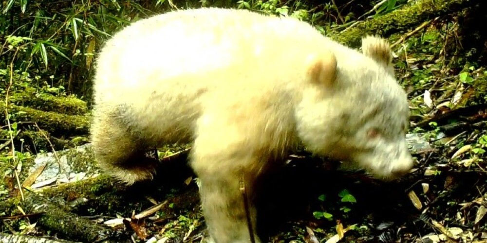 Pirmo reizi savvaļā nofilmēta lielā panda - albīns