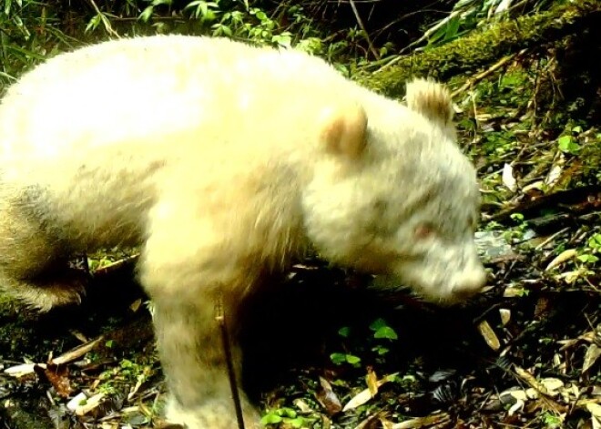 Pirmo reizi savvaļā nofilmēta lielā panda - albīns