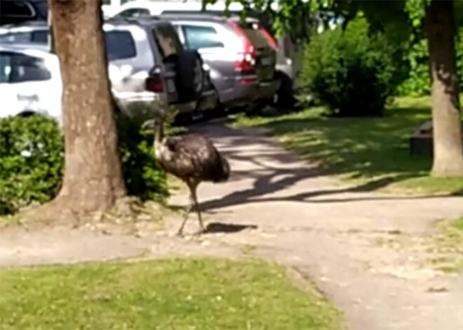 VIDEO: Rēzeknē sagūstīts emu, kurš vairāk nekā nedēļu skraidīja pa pilsētu