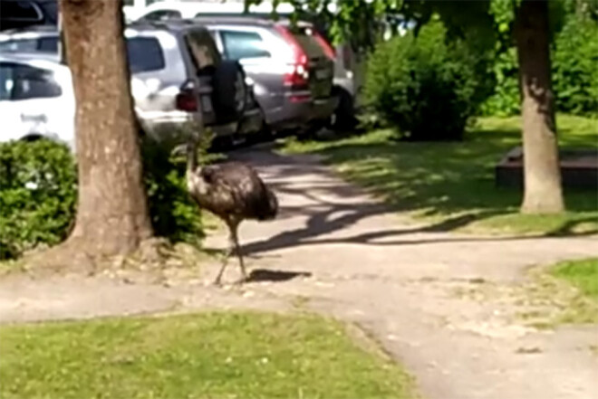 Ārpus saimniecības emu pavadījis vairāk nekā nedēļu, un viņa sagūstīšanai bija nepieciešami pieci cilvēki.