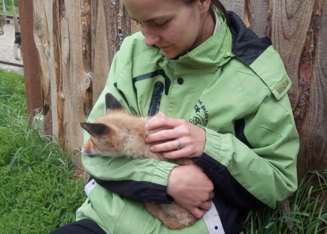 Kāds labu gribošs nejēga "glābis" 10 lapsu mazuļus, tādējādi atņemot tiem mājas