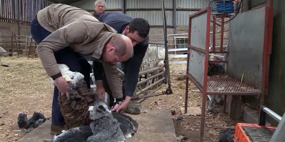 VIDEO: Viljams un Keita nododas lauku darbu prasmēm un mēģina cirpt aitas