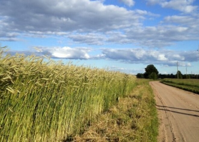 Фермеры: сильный град местами полностью уничтожил посевы зерновых