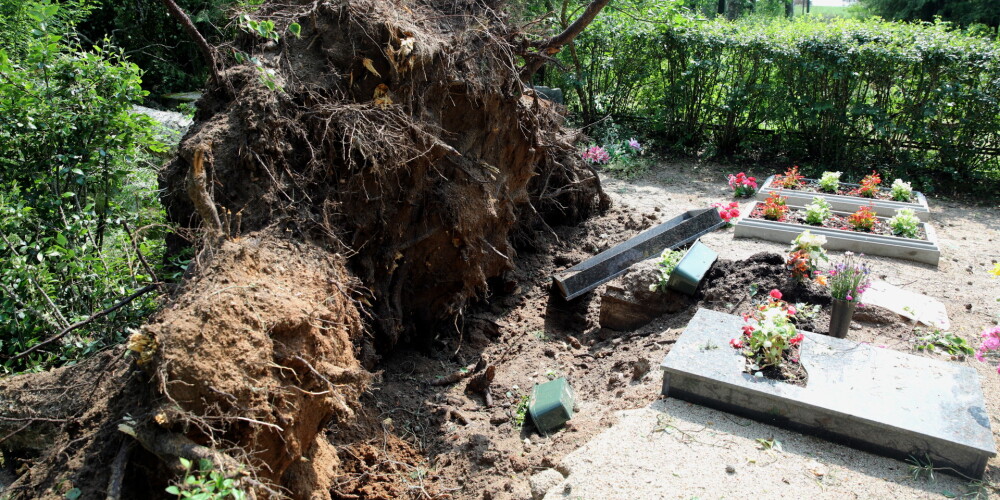Vētras postījumi Jaunsātu pagastā: ar saknēm izrautie koki sagāzušies uz rūpīgi iekārtotajām kapu vietām