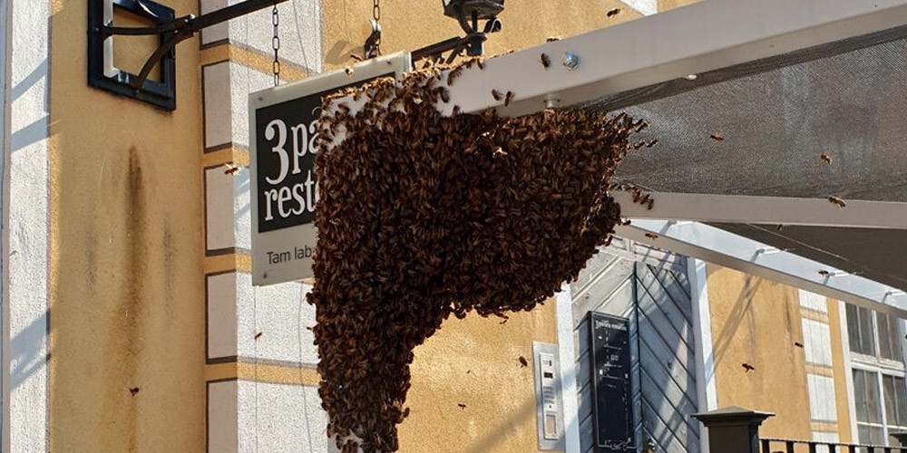 VIDEO: pēkšņi Vecrīgā nez no kurienes uzrodas tūkstošiem bišu