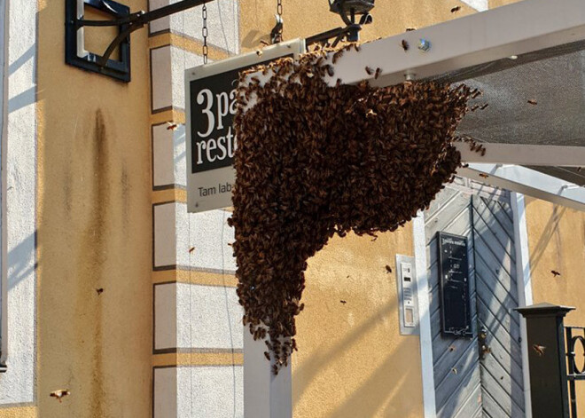 VIDEO: pēkšņi Vecrīgā nez no kurienes uzrodas tūkstošiem bišu