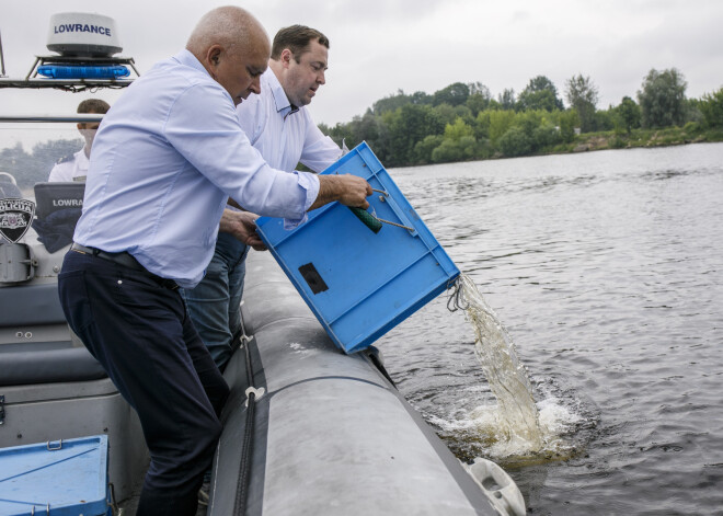 Daugavā ielaisti nēģu kāpuri