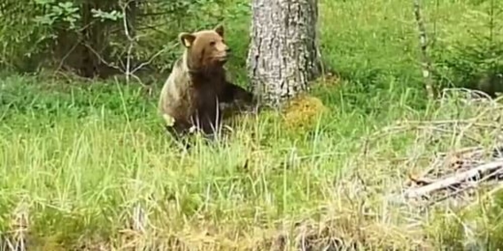 VIDEO: braucot uz Valmieru, ceļa malā šoferīšus sveicina divi no meža izlīduši lāči