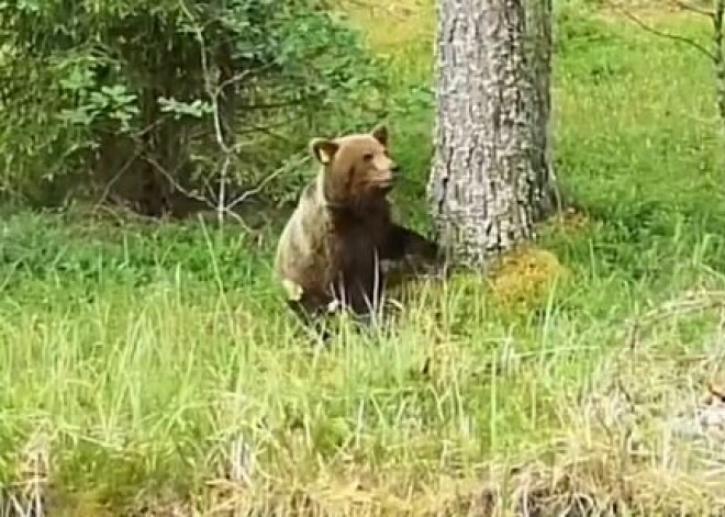 VIDEO: braucot uz Valmieru, ceļa malā šoferīšus sveicina divi no meža izlīduši lāči