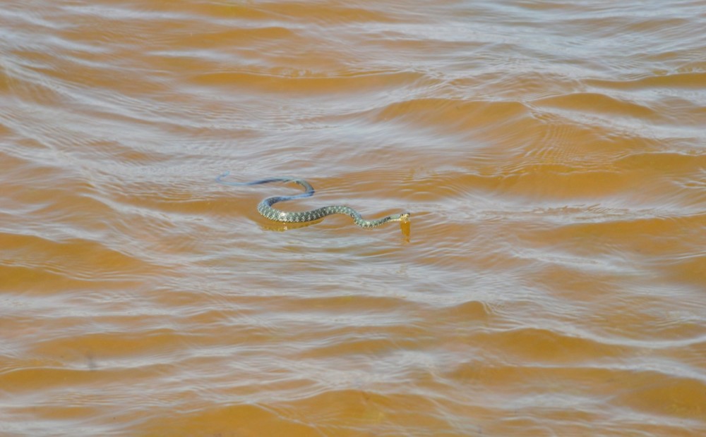 Змеи плавают под водой