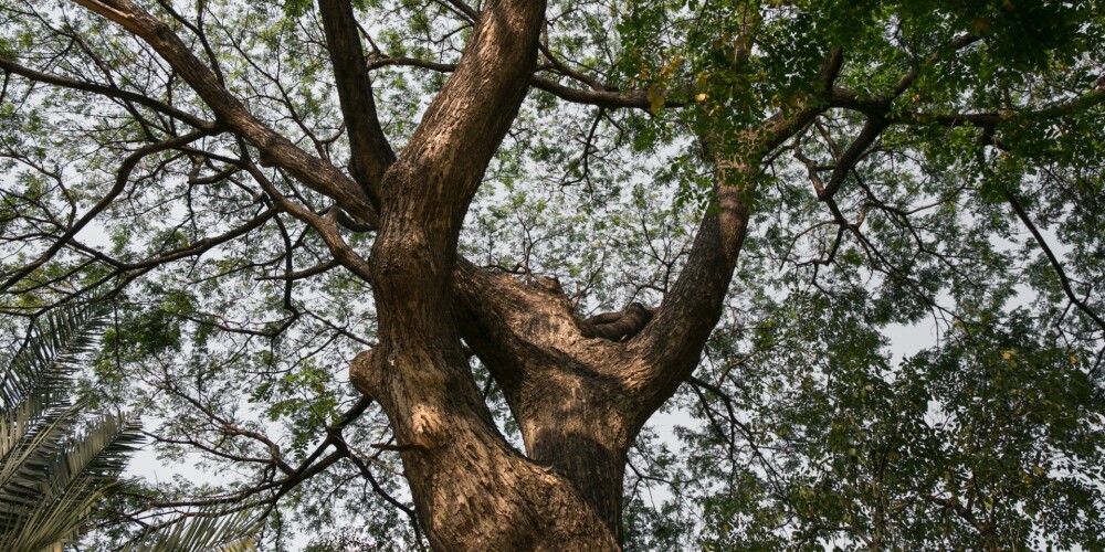 Sabiedriskajā apspriešanā par 48 koku ciršanu Mežciemā savu viedokli izteikuši vairāk nekā 2600 iedzīvotāji