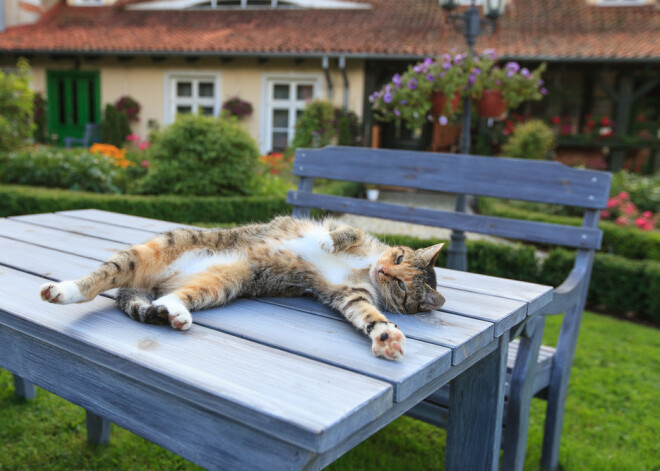 Tavs horoskops šodienai. Piektdiena, 21. jūnijs