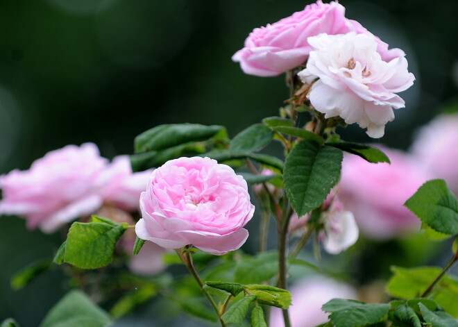 Cīņā ar augu kaitēkļiem ir bīstami izmantot šim nolūkam neparedzētos ķimikālijas - biocīdus, brīdina VAAD