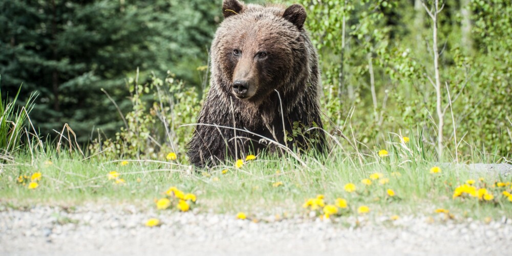 Pensionārei Slovēnijā uzbrucis lācis; sieviete nogādāta slimnīcā