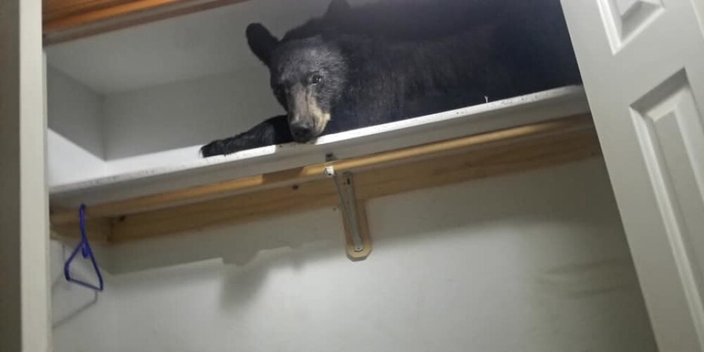 Saguris lācis sabiedē amerikāņu ģimeni, ieslēdzoties viņu mājā un nosnaužoties skapī