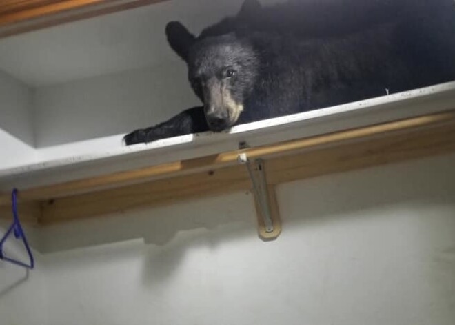 Saguris lācis sabiedē amerikāņu ģimeni, ieslēdzoties viņu mājā un nosnaužoties skapī