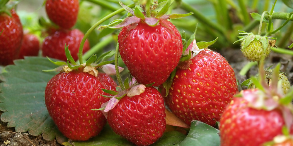 Врач-диетолог назвала фрукты и ягоды, позволяющие замедлить старение