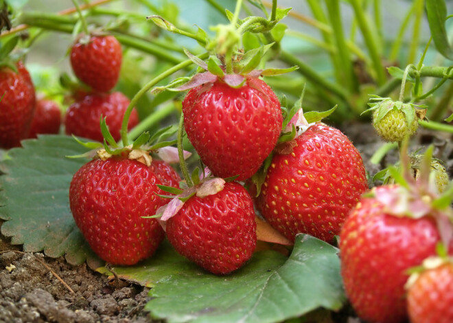 Врач-диетолог назвала фрукты и ягоды, позволяющие замедлить старение