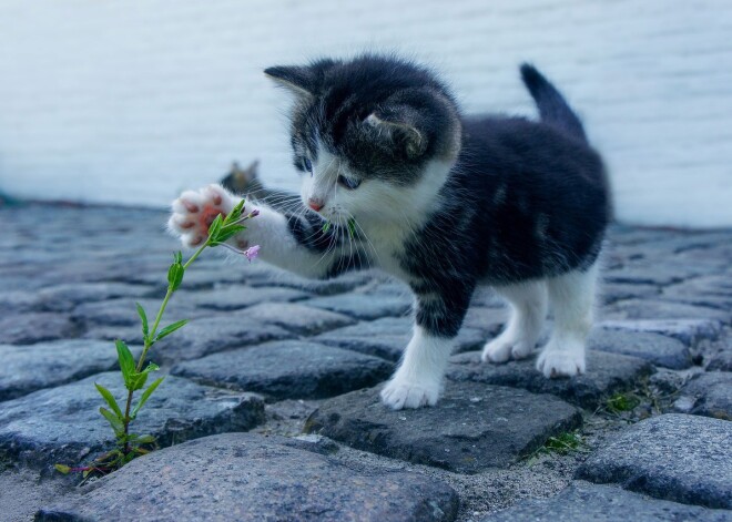 Vai dzīvokļa kaķi drīkst vienkārši laist ārā pastaigāties?