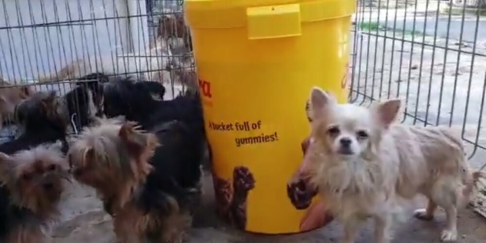 Видео: жившие в жутких условиях 58 собак в квартире в Пардаугаве доставлены в приют - нужна помощь