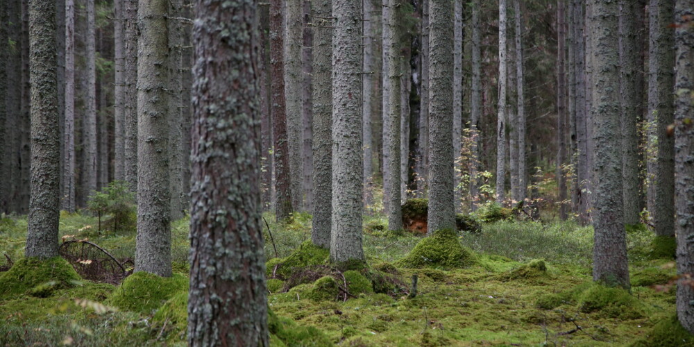 Latvijas valsts mežos šogad iestādīti vairāk nekā 25,9 miljoni jaunu kociņu