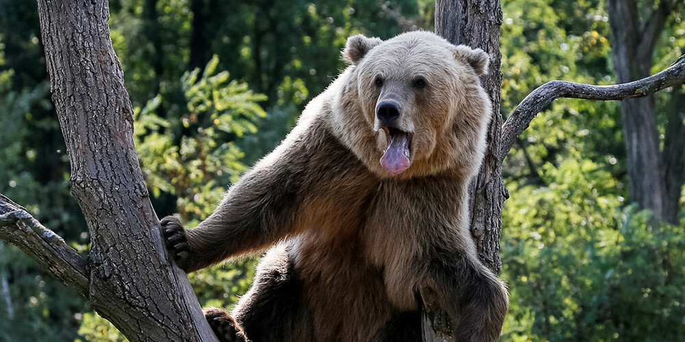 "Tas atstāja mani vēlākai ēšanai" - stāsta vīrietis, kurš Krievijā pēc lāča uzbrukuma mēnesi pavadījis dzīvnieka alā ar lauztu mugurkaulu