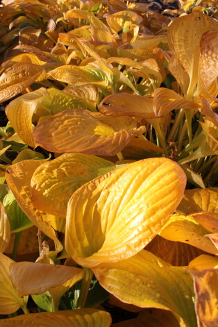 Hostas rudenī.