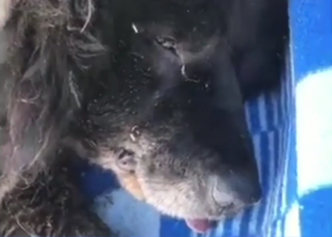 Спасатели достали собаку, которая просидела под туалетом семь лет