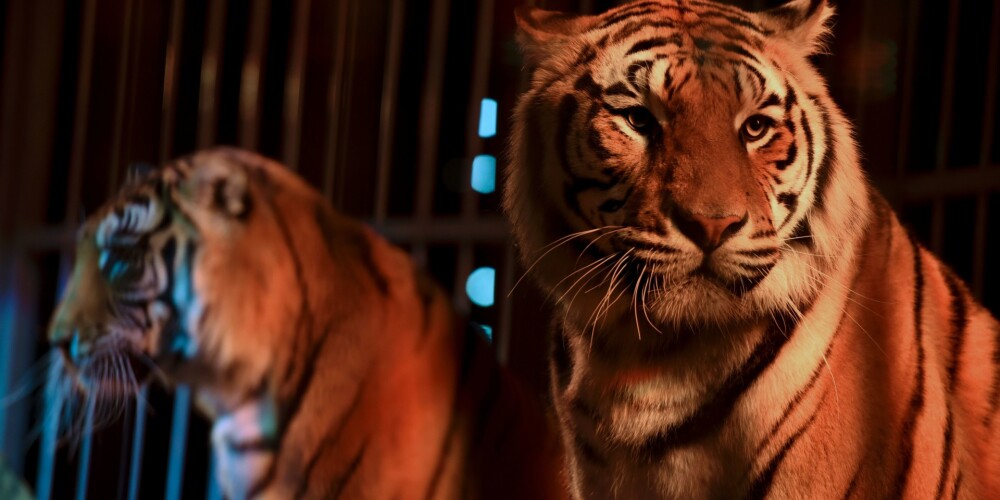 Četri tīģeri cirkā Itālijā līdz nāvei saplosījuši dresētāju