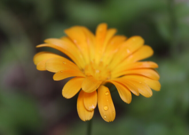 Tavs horoskops šodienai. Svētdiena, 14. jūlijs