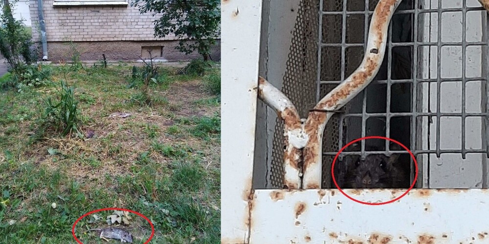 Житель Кенгарагса устроил дома помойку с огромными крысами и угрожает соседям с детьми