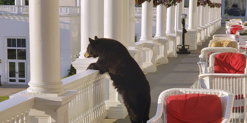 FOTO: Ņūhempšīras viesnīcas verandā ielavījies lācis vēro saullēktu
