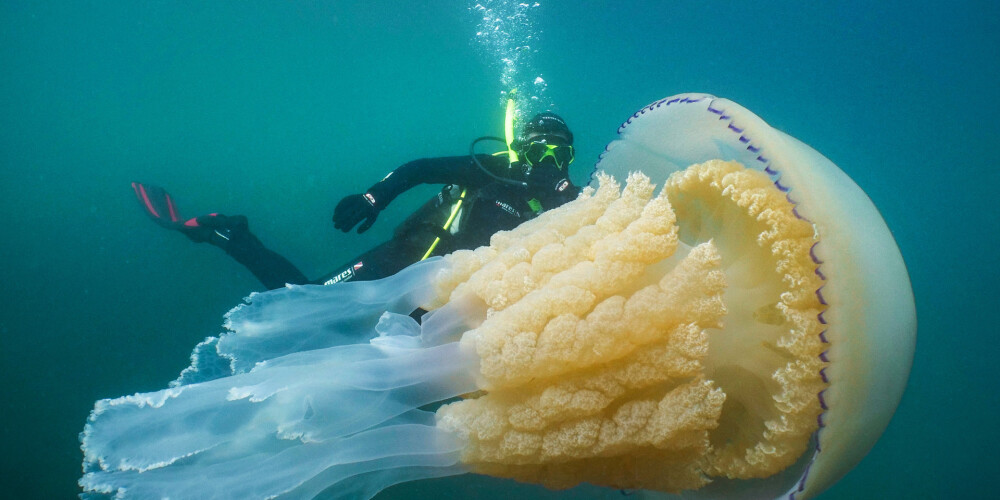 FOTO: Lielbritānijas ūdeņos uzieta gigantiska medūza cilvēka lielumā