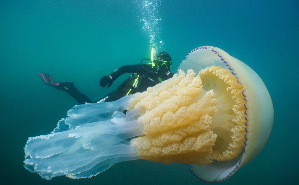 FOTO: Lielbritānijas ūdeņos uzieta gigantiska medūza cilvēka lielumā