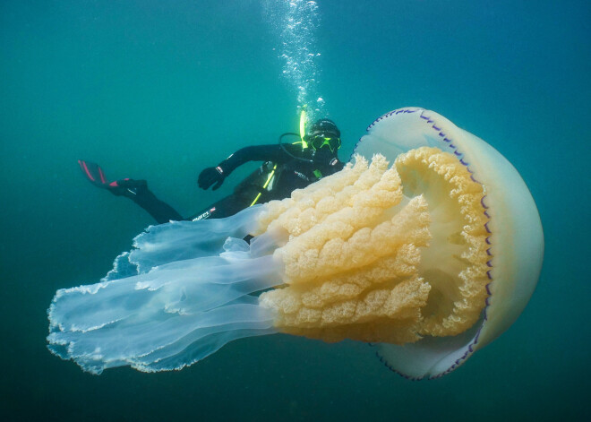 FOTO: Lielbritānijas ūdeņos uzieta gigantiska medūza cilvēka lielumā