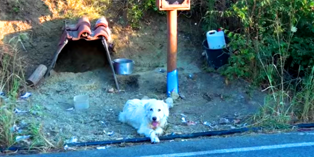 Uzticīgs suns Grieķijā nepamet šosejas malu, kur gājis bojā viņa saimnieks