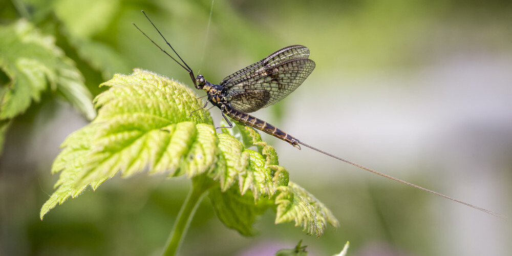 Līgatnē Dabas koncertzāles performancē varēs iepazīt ūdens kukaini viendienīti.