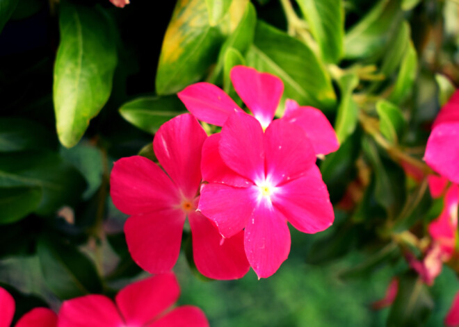 Tavs horoskops šodienai. Pirmdiena, 22. jūlijs