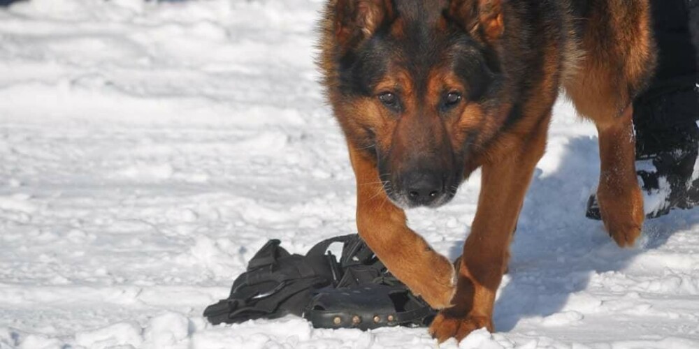 Valsts policija publicē emocionālu pēkšņi mirušā dienesta suņa Drako "atvadu vēstuli"