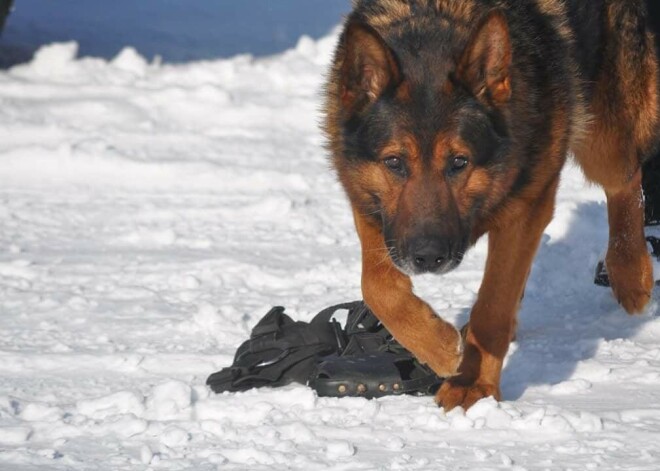 Valsts policija publicē emocionālu pēkšņi mirušā dienesta suņa Drako "atvadu vēstuli"