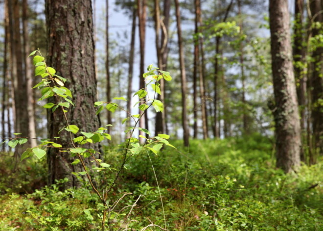 В Риге спасены два человека, заблудившихся в лесу