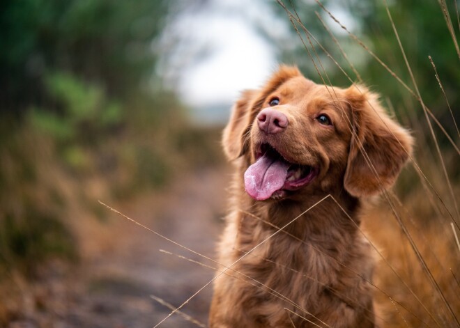 Tavs horoskops šodienai. Svētdiena, 21. jūlijs