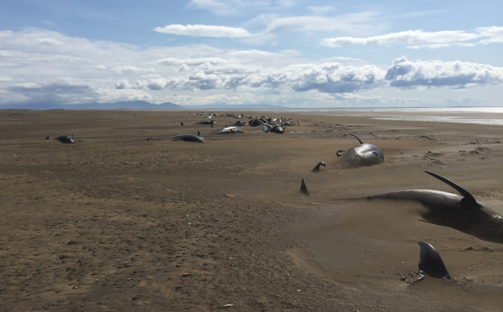 Islandes pludmalē pamanītas apmēram 50 mirušas grindas