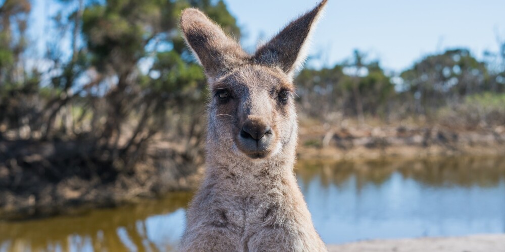 14 фото из Австралии, после которых туда не захочется ехать ни за что и никогда