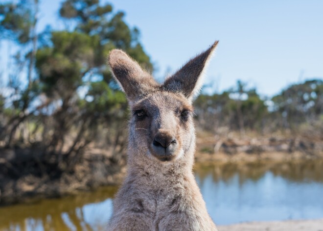 14 фото из Австралии, после которых туда не захочется ехать ни за что и никогда