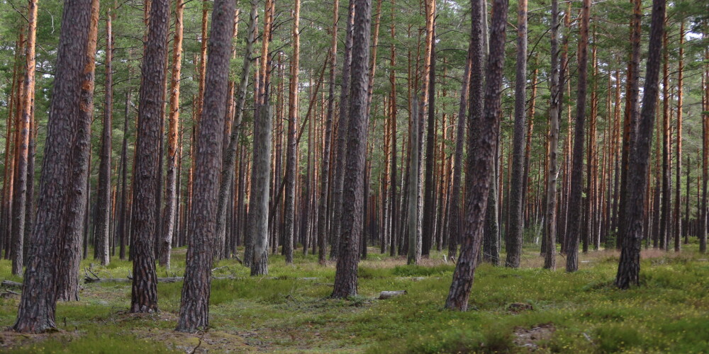 Latvijā tikai 12% privāto mežu tiek atjaunoti ar stādīšanu, pauž Gerhards