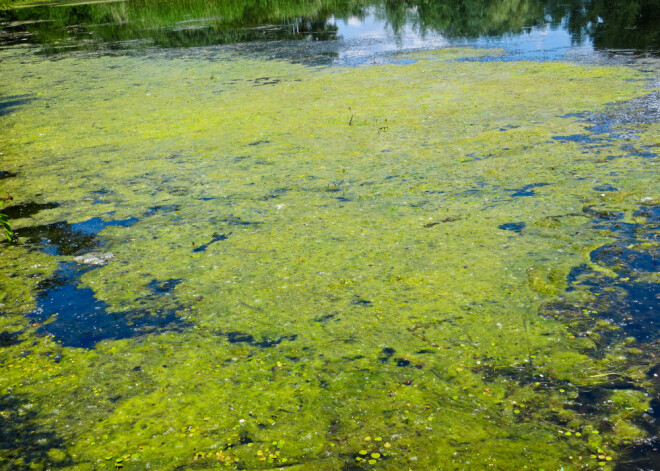 Почему нельзя купаться среди сине-зеленых водорослей?