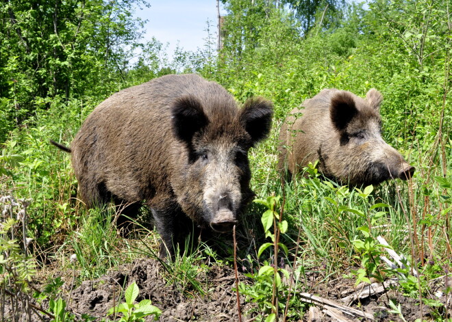 Āfrikas cūku mēris konstatēts mežacūkām vairāk nekā 90% Latvijas teritorijas