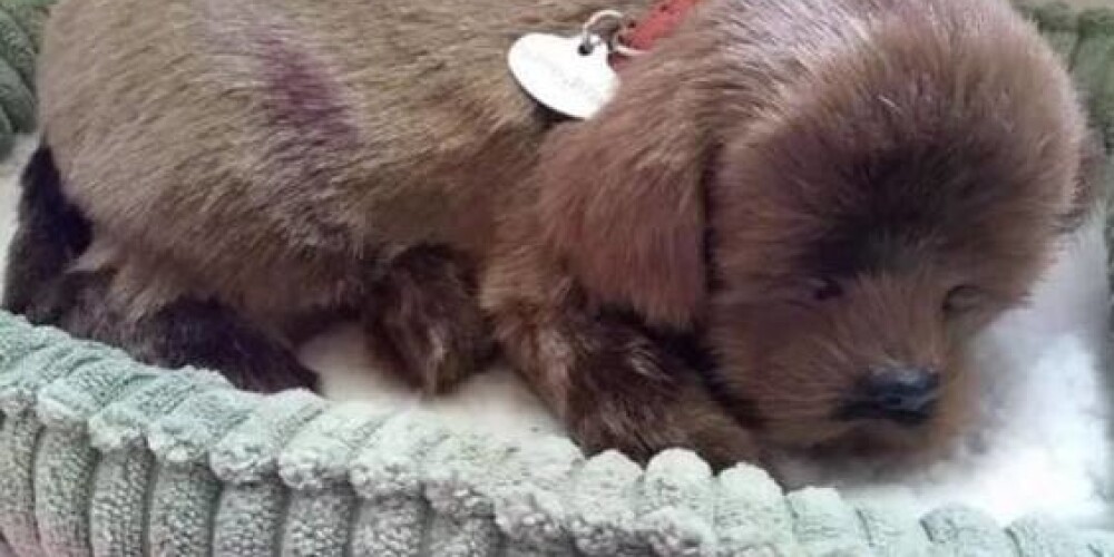 Suņu glābējs Vestonā izsit automašīnai logu, lai no karstuma izglābtu mīksto rotaļlietu