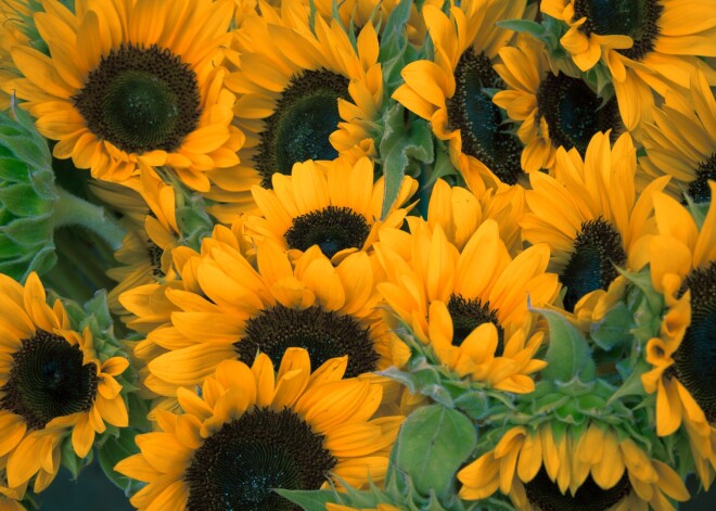 Tavs horoskops šodienai. Piektdiena, 2. augusts